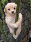 pic for doggie in bamboo